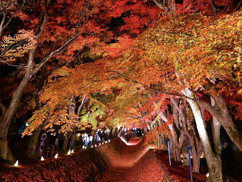 河口湖もみじ回廊